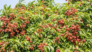 istockphoto-505950193-612x612-unjCu2VcBl.jpg