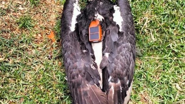 जासूस नहीं है विष्णुगढ़ में मिला बांग्लादेशी डिवाइस पहना गिद्ध, रेडियो टैगिंग की यह है असली वजह