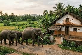 जंगली हाथी का कहर जारी, 50 वर्षीय व्यक्ति की मौत से दहशत