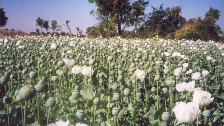 झारखंड में पोस्ते की खेती पर रोकथाम का दिख रहा सकारात्मक असर