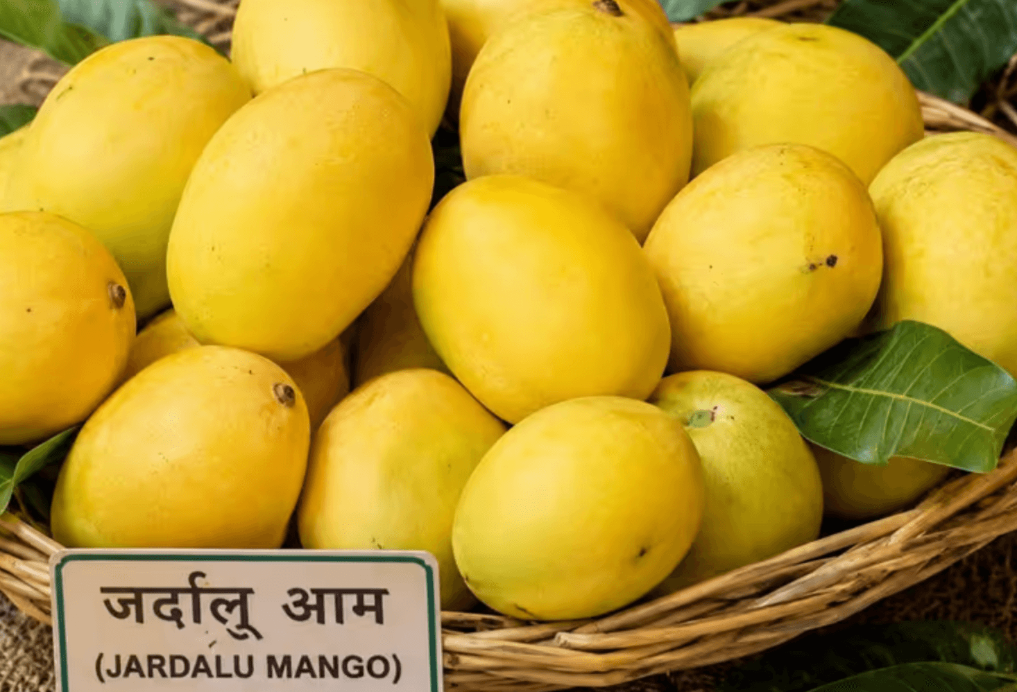 VIP Mango: ये है भारत का VIP आम! राष्ट्रपति-प्रधानमंत्री तक पहुंचता है, खुशबू ऐसी कि कमरे में घुसते ही पता चल जाए