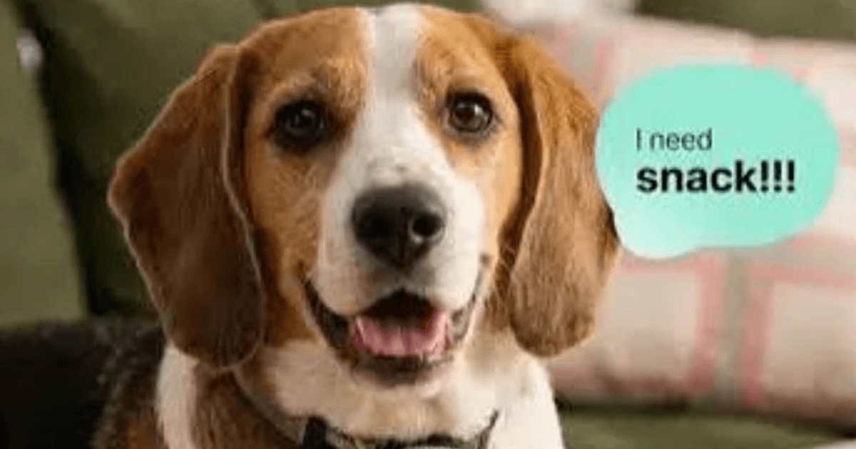 AI Smart Collar ने दुनिया को किया हैरान! अब अपने पेट की भाषा समझना होगा आसान