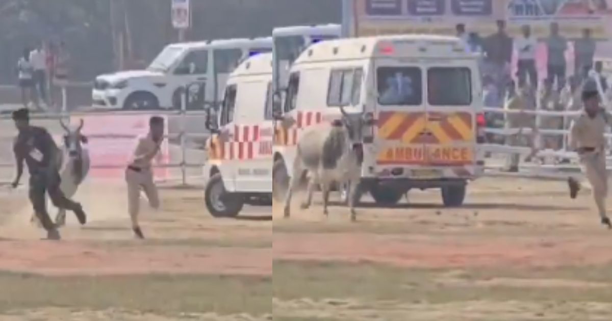 बेगूसराय में नीतीश कुमार की सुरक्षा में बड़ी चूक: हेलीपैड पर घुसा बैल, पुलिसकर्मियों को दौड़ाया, Video Viral