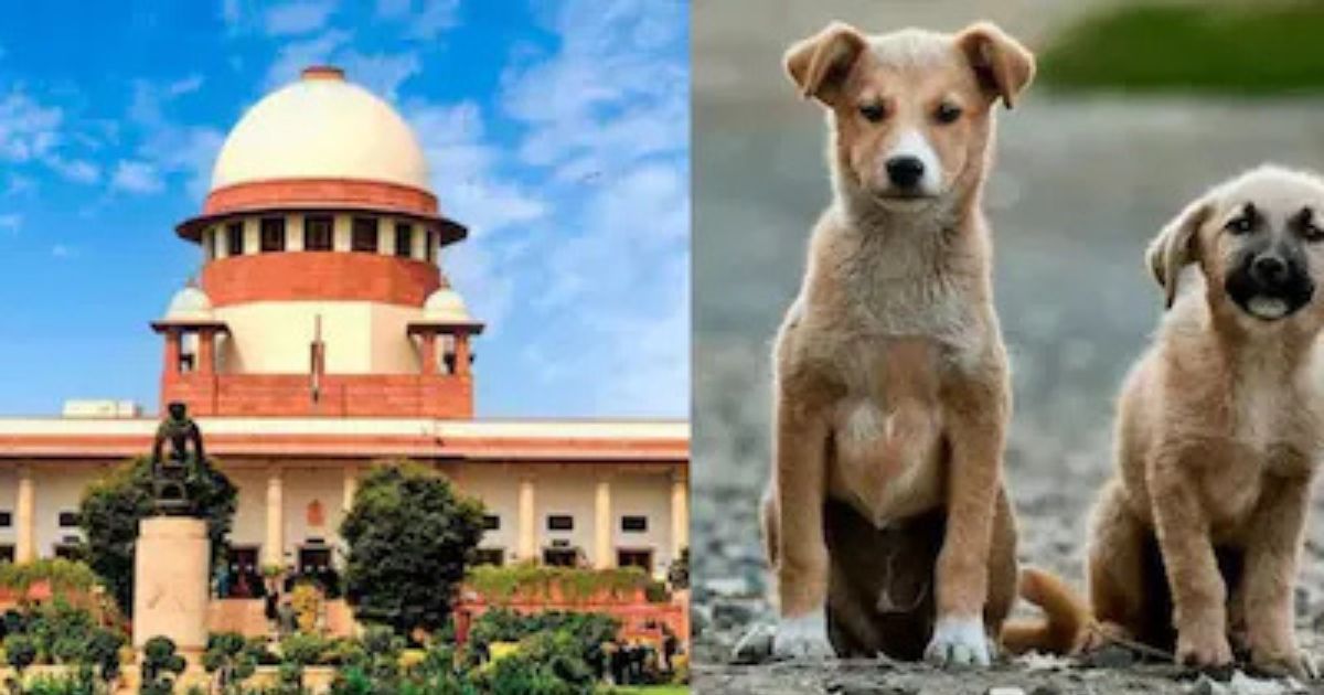 सुप्रीम कोर्ट का बड़ा फैसला: सार्वजनिक जगहों से हटाए जाएंगे आवारा कुत्ते, डॉग लवर्स की याचिकाएं खारिज
